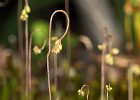 Sonnentau. Die einzelnen Blätte habe ca 1cm Durchmesser Schön hier zu sehen wie sich die Blüten weit über die Pflanze erheben.
